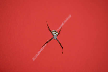 Argiope anasuja, Signature Spider, Top view with web on red background, Ratnagiri, Maharashtra,...