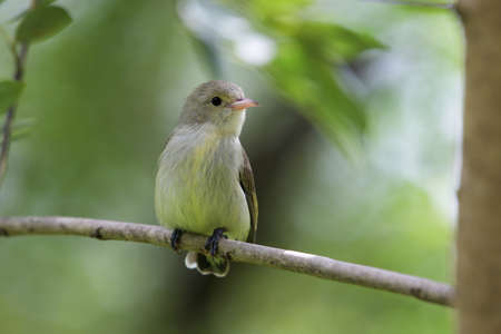 Pale-billed flowerpecker or Tickell's flowerpecker, Dicaeum erythrorhynchos, Kolhapur, Maharashtra, Indiaの写真素材