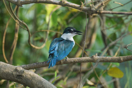 Collared Kingfisher, Todiramphus chloris, Zuari River, Goa, Indiaの写真素材
