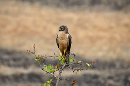 Pale or Pallid Harrier Female, Circus macrourus, Kolhapur, Maharashtra, Indiaの写真素材