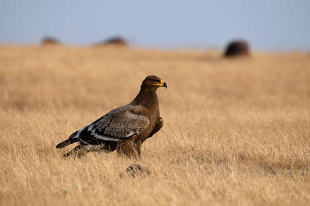 Steppe eagle, Aquila nipalensis, Kolhapur, Maharashtra, India