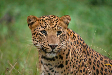 Indian Leopard closeup face portrait, Panthera pardus fusca, Jhalana, Rajasthan, Indiaの写真素材