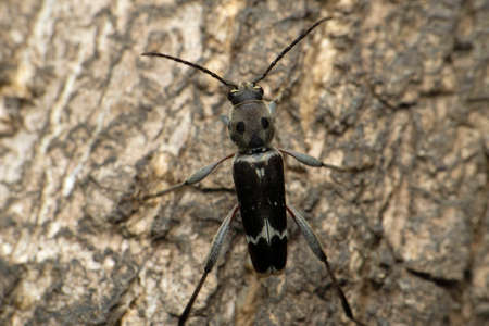 Indian ground beetle species, Satara, Maharashtra, India