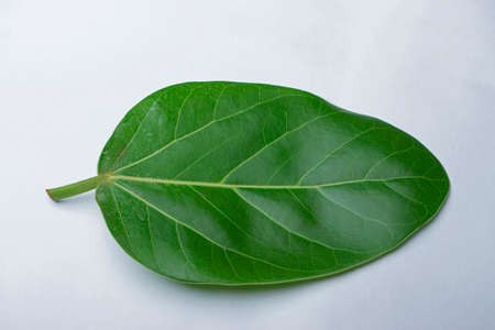 Leaf of banyan tree, Ficus americana The use of the banyan tree to treat infections of the...