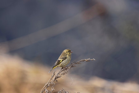 Yellow-breasted Greenfinch, Chloris spinoides, juvenile, Uttarakhand, Indiaの写真素材