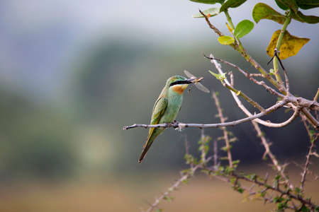 Blue-cheeked bee-eater, Merops persicus, Satara, Maharashtra, Indiaの写真素材