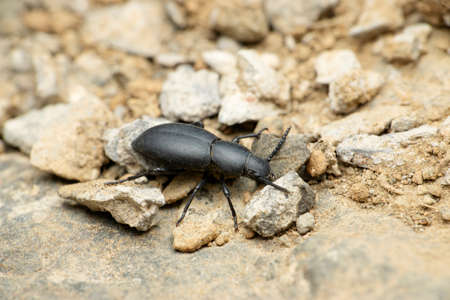Black ground beetle species, Satara, Maharashtra, India