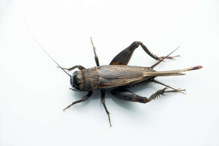 Field cricket insect, Satara, Maharashtra, IndiaÂ 