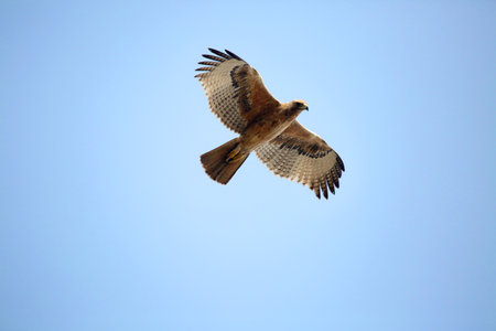 Bonelli's eagle, Aquila fasciata inÂ  flight, Satara, Maharashtra, IndiaÂ 