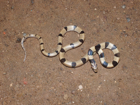Banded kukari snake, Oligodon arnensis, Satara, Maharashtra, India