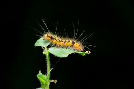 Side view of hairy moth caterpillar, Satara, Maharashtra, India