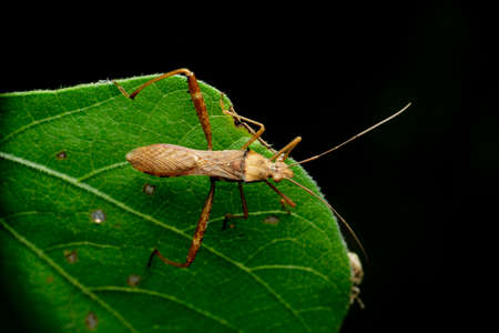 Brown stink bugÂ  species, Satara, Maharashtra, India
