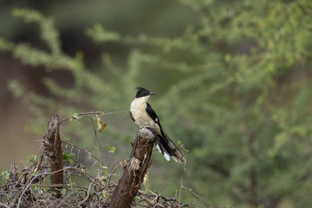 Jacobin cuckoo on tree bark.  Clamator jacobinus, pied cuckoo or pied crested cuckoo found in Africa and Asiaの写真素材