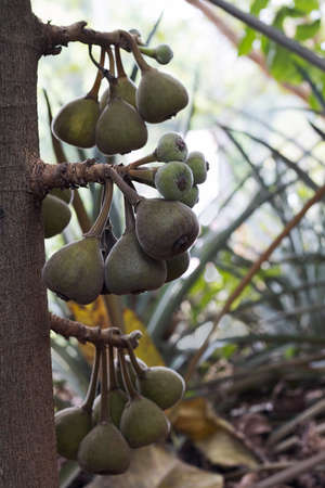 Bunches of Figs on tree, Ficus carica, Indiaの写真素材
