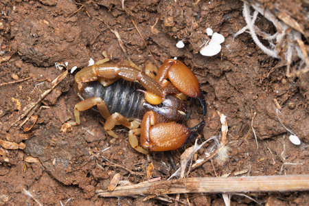 Resting position of bulky forest scorpion,  Heterometrus xanthopus, Satara, Maharashtra, Indiaの写真素材