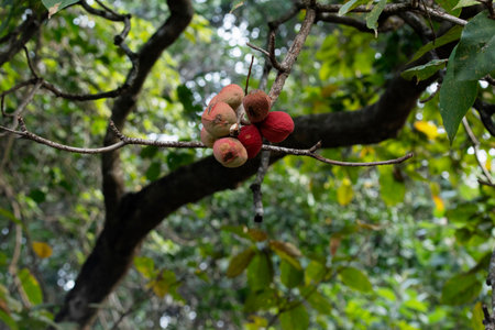 Indian almond,  Terminalia catappa, Satara, Maharashtra, Indiaの写真素材