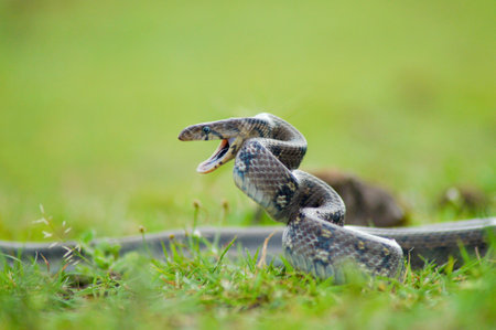 Montane Trinket snake, Coelognathus helena monticollaris, Mahableshwar, Maharashtra, India