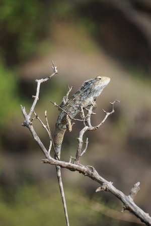 Oriental garden lizard, Calotes versicolor, Satara Maharahtra, India