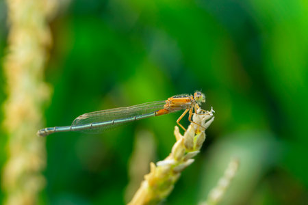 Yellow damselfly species, Satara, Maharashtra,  Indiaの写真素材
