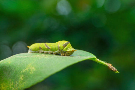 Catterpillar of common mormon butterfly, Papilio polytes, Satara, Maharashtra,  Indiaの写真素材