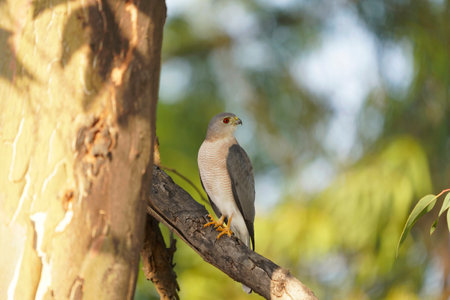 Shikra, Accipiter badius, Satara, Maharashtra, Indiaの写真素材