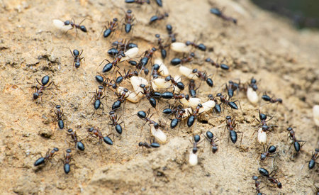 Black ant shifting eggs, Satara, Maharashtra,  Indiaの写真素材