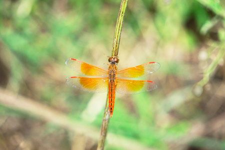 Flame skimmer or firecracker skimmer, Libellula saturata, Satara, Maharashtra, Indiaの写真素材