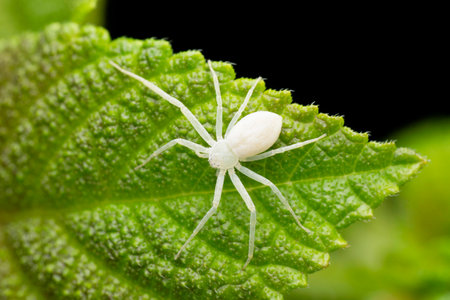Dorsal of Running crab spider, Philodromus pratariae Satara, Maharashtra, India