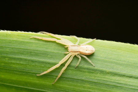 Dorsal of Crab spider, Runcinia yogeshi, Satara, Maharashtra, Indiaの写真素材