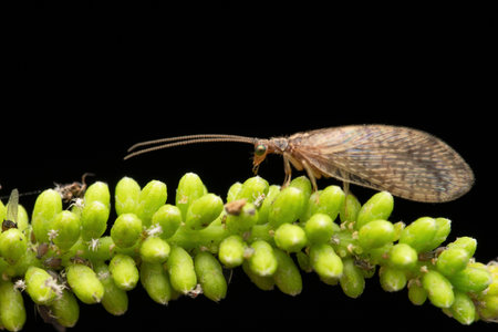 Brown lacewing feasting on pest aphids, Sympherobius barberi, Satara, Maharashtra, Indiaの写真素材