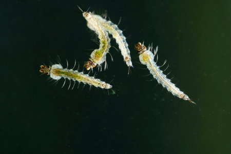 Larvae of Yellow fever mosquitoe, Haemagogus leucocelaenus, satara, Maharashtra, India