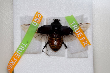 Pinning process of Rhino Beetle for mounting, Oryctes rhinoceros, Satara, Maharashtra, India