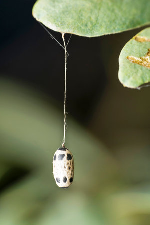 Moth pupa suspended on a leafÂ 