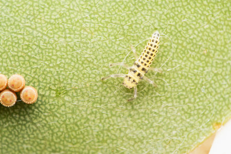 Fungus eating ladybug larva, Illeis galbula, Satara, Maharashtra, India