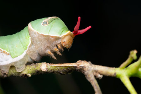 Caterpillar of Common Mormon butterfly , Papilio polytes, Satara, Maharashtra, Indiaの写真素材