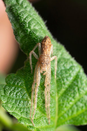 Sleeping crab spider , Tmarus angulatus, Satara, Maharashtra, Indiaの写真素材