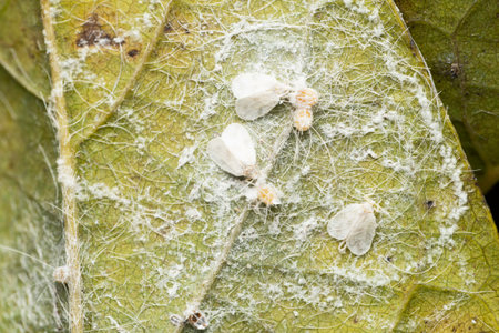 Pest white fly, Dialeurodes citri, Satara, Maharashtra, Indiaの写真素材
