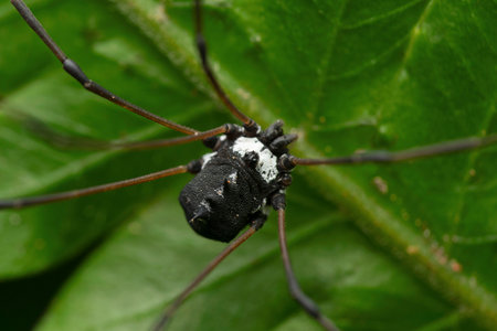 Black Harvestman spider, Hadrobunus rotundum, Satara, Maharashtra, India