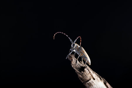 Mango stem borer, Batocera rufomaculata, Pune, Maharashtra, Indiaの写真素材