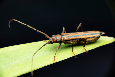 Long horn beetle on leaf with black background, Satara, Maharashtra, India