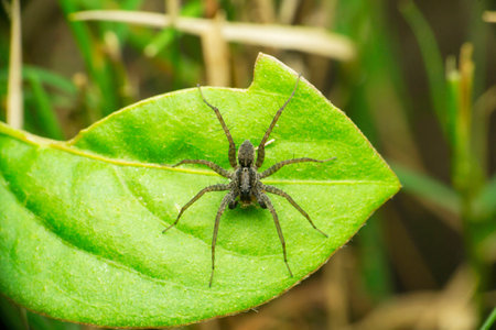 Yellow long leg huntsman spider Sparassidae,  Satara, Maharashtra, IndiaÂ 