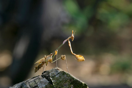 Wonder voilin mantis,Â Gongylus gongylodes, Satara, Maharashtra, Indiaの写真素材