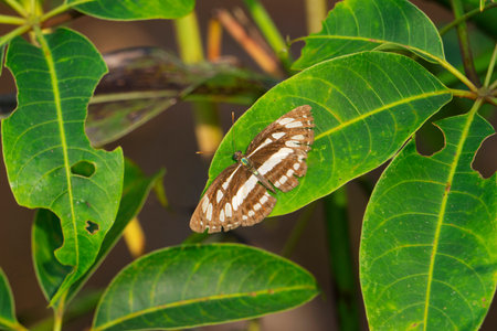 Limenitis arthemis, the red-spotted purple or white admiral, Satara, Maharashtra, India
