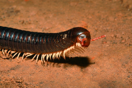 Millipedes, Narceus americanus, are arthropods that have two pairs of legs per segment