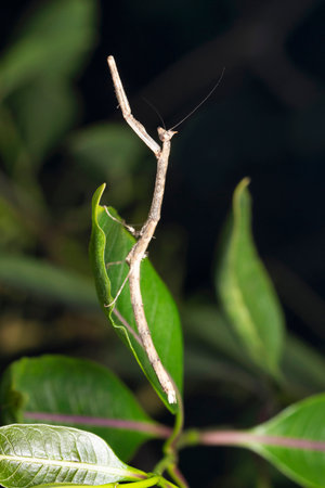 Adult stick mimic mantis, Deiphobe infuscata, Satara, Maharashtra, India