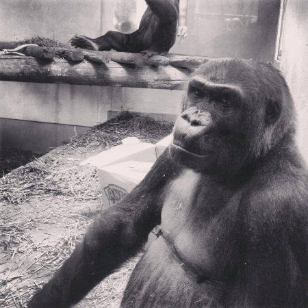 The captive