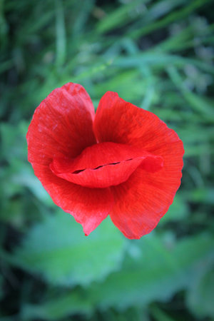 Sensuality of the poppy flowerの写真素材