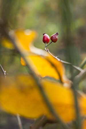 Together in the wild worldの写真素材