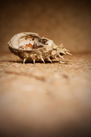 Spiky soul of the dead seashellの写真素材