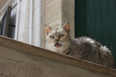 Sharp-eyed psycho pussy catの写真素材